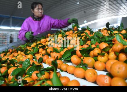 Wuming, la région autonome Zhuang du Guangxi. Dec 27, 2019. Un travailleur sortes des oranges à une zone de démonstration de la pauvreté dans Qingle de village du district de Wuming à Nanning, Chine du Sud, région autonome Zhuang du Guangxi, le 27 décembre 2019. Plantation de Fruits est devenu un pilier à un accroissement des revenus des agriculteurs dans le district de Wuming. Credit : Lu Boan/Xinhua/Alamy Live News Banque D'Images