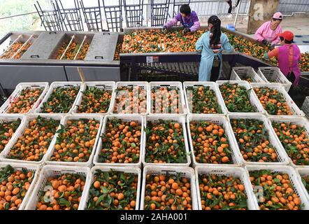 Wuming, la région autonome Zhuang du Guangxi. Dec 27, 2019. Trier les travailleurs lors d'une des oranges de la pauvreté dans la zone de démonstration de village du district de Wuming 3341 Caves à Nanning, Chine du Sud, région autonome Zhuang du Guangxi, le 27 décembre 2019. Plantation de Fruits est devenu un pilier à un accroissement des revenus des agriculteurs dans le district de Wuming. Credit : Lu Boan/Xinhua/Alamy Live News Banque D'Images