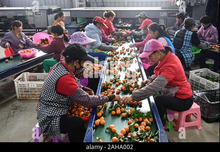 Wuming, la région autonome Zhuang du Guangxi. Dec 27, 2019. Trier les travailleurs lors d'une des oranges de la pauvreté dans la zone de démonstration de village du district de Wuming 3341 Caves à Nanning, Chine du Sud, région autonome Zhuang du Guangxi, le 27 décembre 2019. Plantation de Fruits est devenu un pilier à un accroissement des revenus des agriculteurs dans le district de Wuming. Credit : Lu Boan/Xinhua/Alamy Live News Banque D'Images