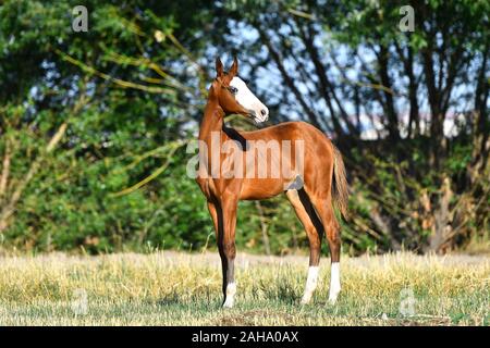 Bay'Akhal Téké poulain avec marquage blanc rare sur un siège dans le domaine et regardant au loin. Banque D'Images