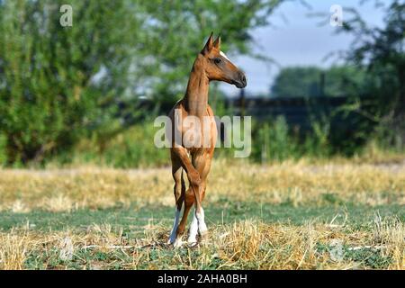 Bay'Akhal Téké poulain debout dans le domaine seul. Vue de face. Banque D'Images