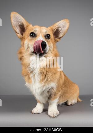 Femme Pembroke Welsh Corgi 7 mois, Royaume-Uni. Banque D'Images