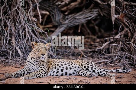 Leopard, Kgalagadi Transfrontier National Park, Afrique du Sud, (Panthera Banque D'Images