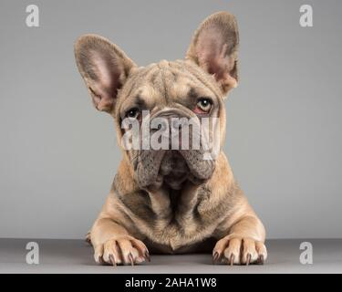 Bulldog français facile à photographier au Royaume-Uni. Banque D'Images
