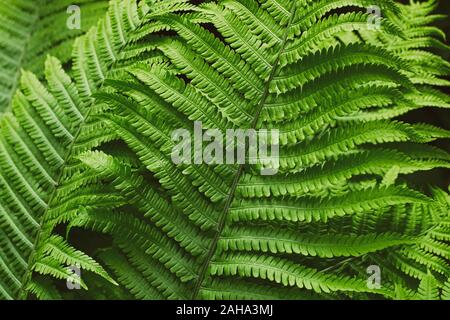 L'été vert thicket fougère dans l'arrière-plan de forêt jungle Banque D'Images