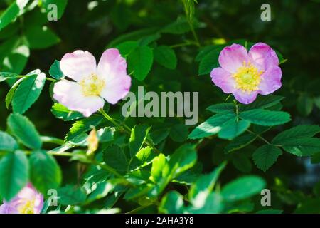 Close-up of dog rose rosa canina bush avec des feuilles vertes contexte Banque D'Images