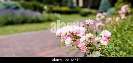 Vue panoramique tourné d'hortensias en fleurs rose près de piétons dans park Banque D'Images