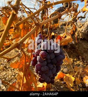 Des grappes de raisins noirs mûrs sont accrochées sur les branches sèches des arbustes parmi les rayons du soleil. Les plantations de raisin. La récolte. La vinification. Banque D'Images