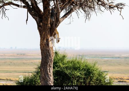 Femme léopard (Panthera pardus) redescendez d'arbre dans le Parc National de Chobe, Botswana, Afrique du Sud Banque D'Images