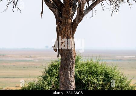 Les jeunes leopard (Panthera pardus) redescendez d'arbre dans le Parc National de Chobe, Botswana, Afrique du Sud Banque D'Images