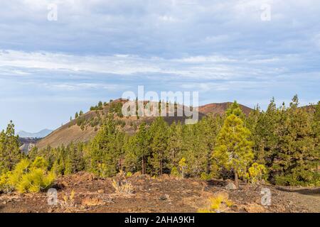 Pinus canariensis, pins canariens dans le paysage volcanique à Samara dans le Las Canadas del Teide national park, Tenerife, Canaries, Espagne Banque D'Images