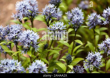 Dwarf Blue Star Amsonia tabernaemontana 'Short Stack' fleurit Banque D'Images