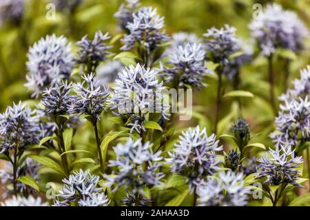 Dwarf Blue Star Amsonia tabernaemontana 'Short Stack' fleurit Banque D'Images