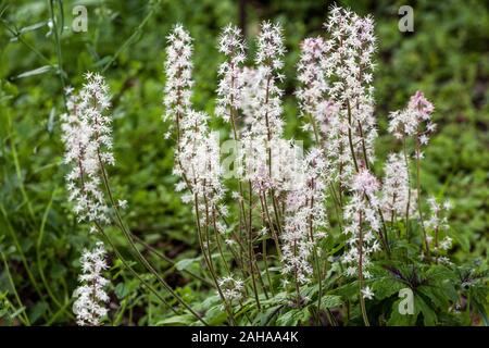 Fleur de mousse Tiarella 'Iron Butterfly' Banque D'Images