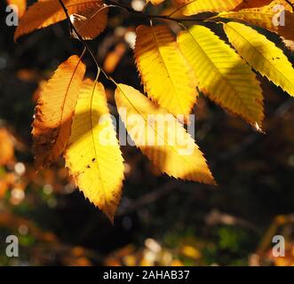 Feuilles de châtaignier (Castanea sativa) montrant les couleurs de l'automne doré. Tipperary, Irlande Banque D'Images