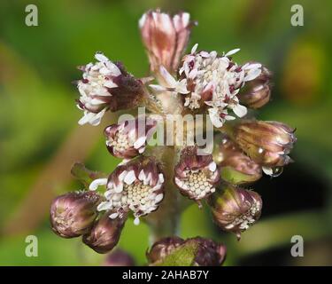 Héliotrope d'hiver en fleurs fleurs en décembre. Tipperary, Irlande Banque D'Images