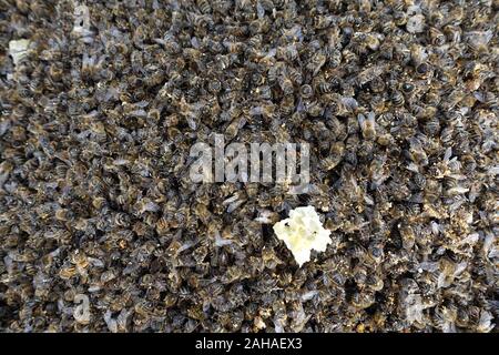 17.03.2018, Berlin, Berlin, Allemagne - les abeilles mortes en raison de l'infestation par le varroa. 00S180317D139CAROEX.JPG [communiqué de modèle : non applicable, Banque D'Images