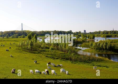 04.05.2019, Wesel, Rhénanie du Nord-Westphalie, Allemagne - Lippe, vue d'un troupeau de moutons et chèvres dans la zone inondable de renaturalized au-dessus de la bouche de Banque D'Images