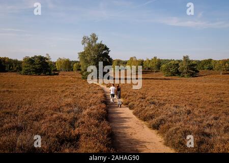 14.10.2019, Haltern am See, Rhénanie du Nord-Westphalie, Allemagne - Westruper Heide, un jeune couple avec un chien marche main dans la main sur un chemin à travers la lande Banque D'Images