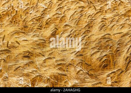 Ein Getreidefeld mit Gerste wartet auf die Ernte. Symbolfoto für Landwirtschaft und gesunde Ernährung. Banque D'Images