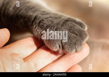 Gray fluffy cat's paw dans la main de l'homme. L'amitié avec un animal de compagnie. L'aide et des soins pour les animaux. Close up. Banque D'Images
