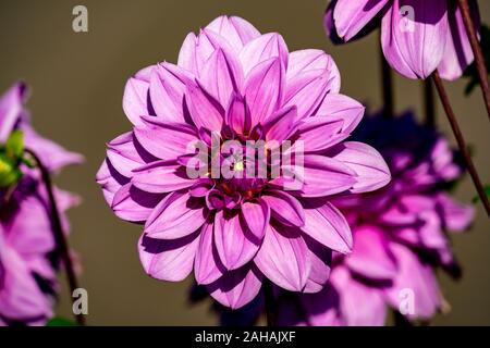 Les close up of a beautiful pink 'Lilac Time' Dahlia fleur qui s'épanouit au soleil Banque D'Images