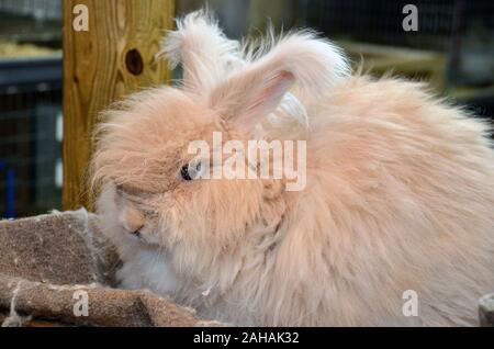 Close up of blonde lapin angora in barn Banque D'Images