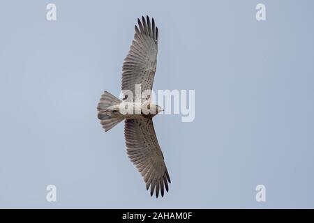 Aigle voler court Banque D'Images