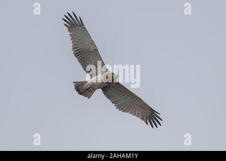 Aigle voler court Banque D'Images