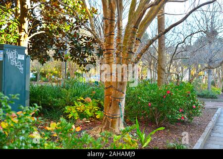 Marion Square au coeur de Charleston, SC pendant la période de Noël avec des cordes des lumières sur les arbres, les présents statuts, Neary et arbres de Noël Banque D'Images