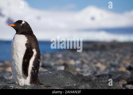 L'un de l'Antarctique Gentoo pingouin solitaire sur la côte de la pierre Banque D'Images