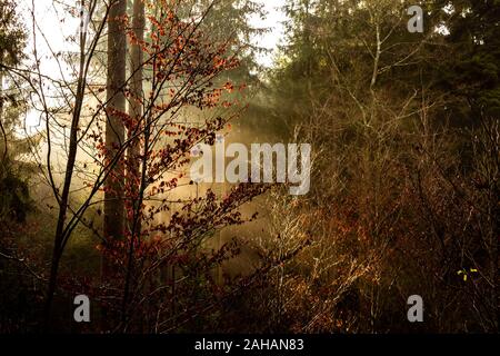 Du soleil dans la forêt sur un matin brumeux en raison de l'eau sur les branches et les feuilles, sur le premier plan de mise au point sélectionnée Banque D'Images