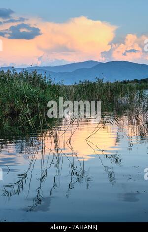 La recherche à travers les roselières au Mikri Prespa Lake au coucher du soleil, la Macédoine, la Grèce du Nord. Banque D'Images