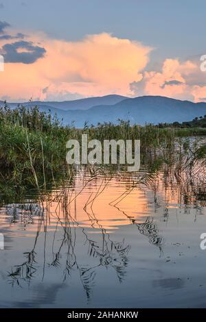 La recherche à travers les roselières au Mikri Prespa Lake au coucher du soleil, la Macédoine, la Grèce du Nord. Banque D'Images