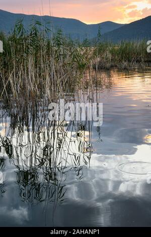 La recherche à travers les roselières au Mikri Prespa Lake au coucher du soleil, la Macédoine, la Grèce du Nord. Banque D'Images