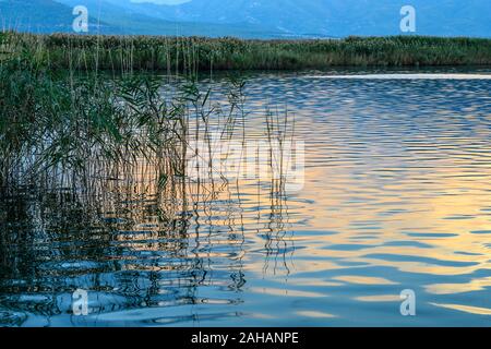 La recherche à travers les roselières au Mikri Prespa Lake au coucher du soleil, la Macédoine, la Grèce du Nord. Banque D'Images