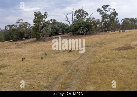 Une petite foule de kangourous sur gazon brun sec dans l'outback australien Banque D'Images