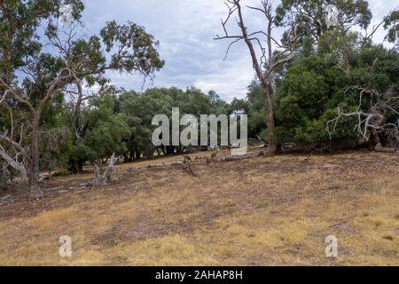 Une petite foule de kangourous sur gazon brun sec dans l'outback australien Banque D'Images