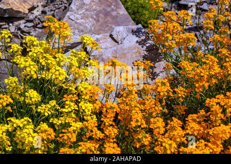 Fleur de mur Erysimum 'Orange Flame' Erysimum fleurs orange jardin rocaille plantes alpines printemps ensoleillé scène Stone mai Dry Rock Garden place Blossoms Banque D'Images