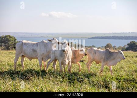 Les vaches Nelore sur le pré à Parana, Brésil Banque D'Images