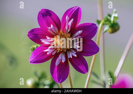 Close up détaillées d'un beau pourpre 'Petite crâneuse' Dahlia fleur qui s'épanouit au soleil Banque D'Images