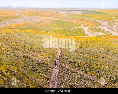 Drone vue de Californie orange vif (Pobby Eschscholzia) dans l'Antelope Valley, California, USA Banque D'Images