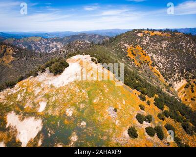 Vue aérienne de l'orange vif (Pobby Californie Eschscholzia) dans la forêt nationale de los Padres, California, USA Banque D'Images