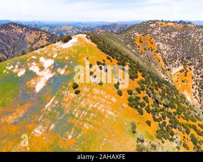 Vue aérienne de l'orange vif (Pobby Californie Eschscholzia) dans la forêt nationale de los Padres, California, USA Banque D'Images