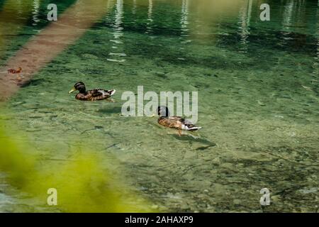 Deux canards dans l'étang de la Koenigssee (Königssee) en Bavière, Allemagne Banque D'Images