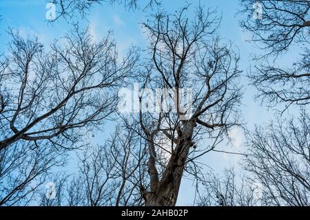 Sycomore sans feuilles en hiver Banque D'Images