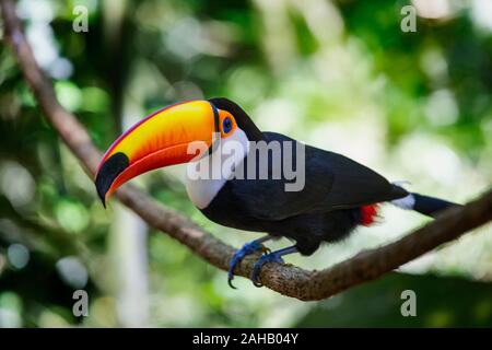 Toucan Toco Toucan toco Ramphastos frontalis -' Banque D'Images