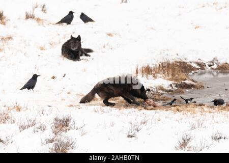 Les loups se nourrissent des restes d'une carcasse de bison le long des étangs Blacktail à Parc National de Yellowstone dans le Wyoming, Yellowstone. Banque D'Images