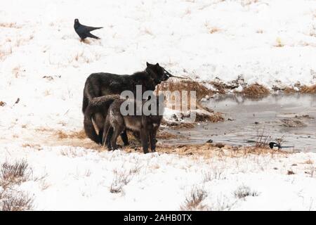Les loups se nourrissent des restes d'une carcasse de bison le long des étangs Blacktail à Parc National de Yellowstone dans le Wyoming, Yellowstone. Banque D'Images