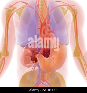 Illustration 3D transparente de l'intérieur du corps humain montrant les organes, avec des couleurs naturelles. Banque D'Images